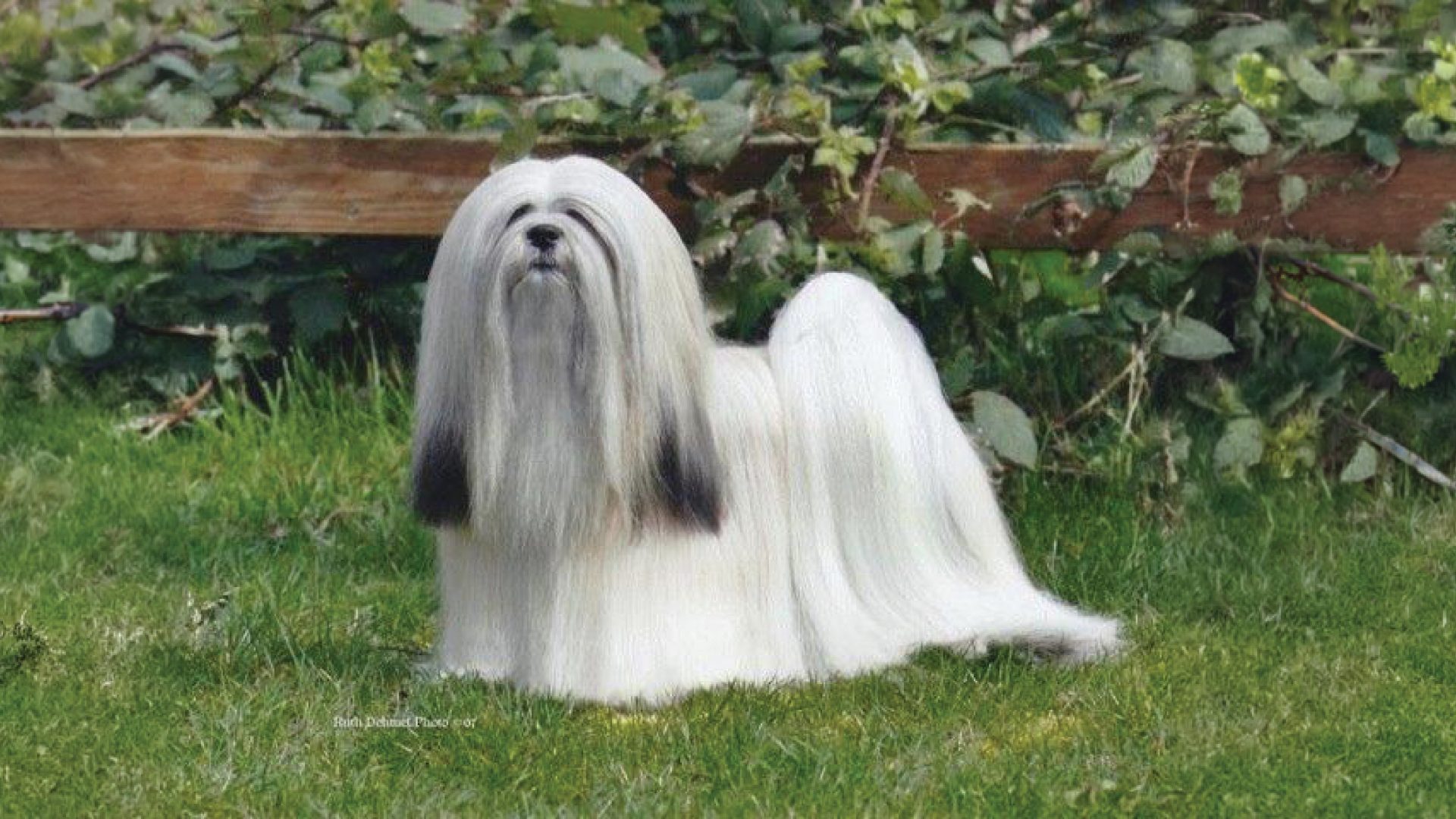Lhasa Apso