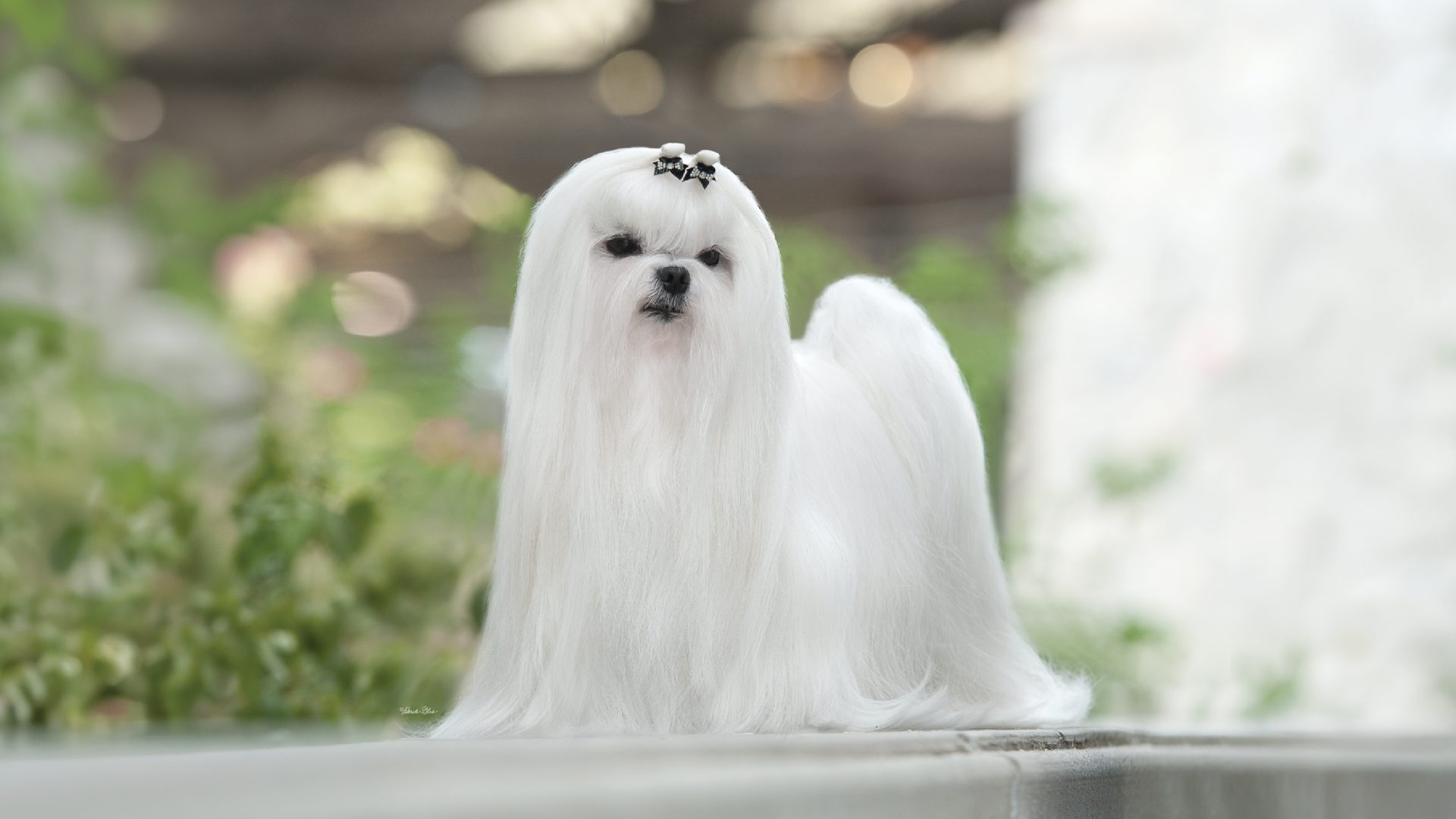 Maltese