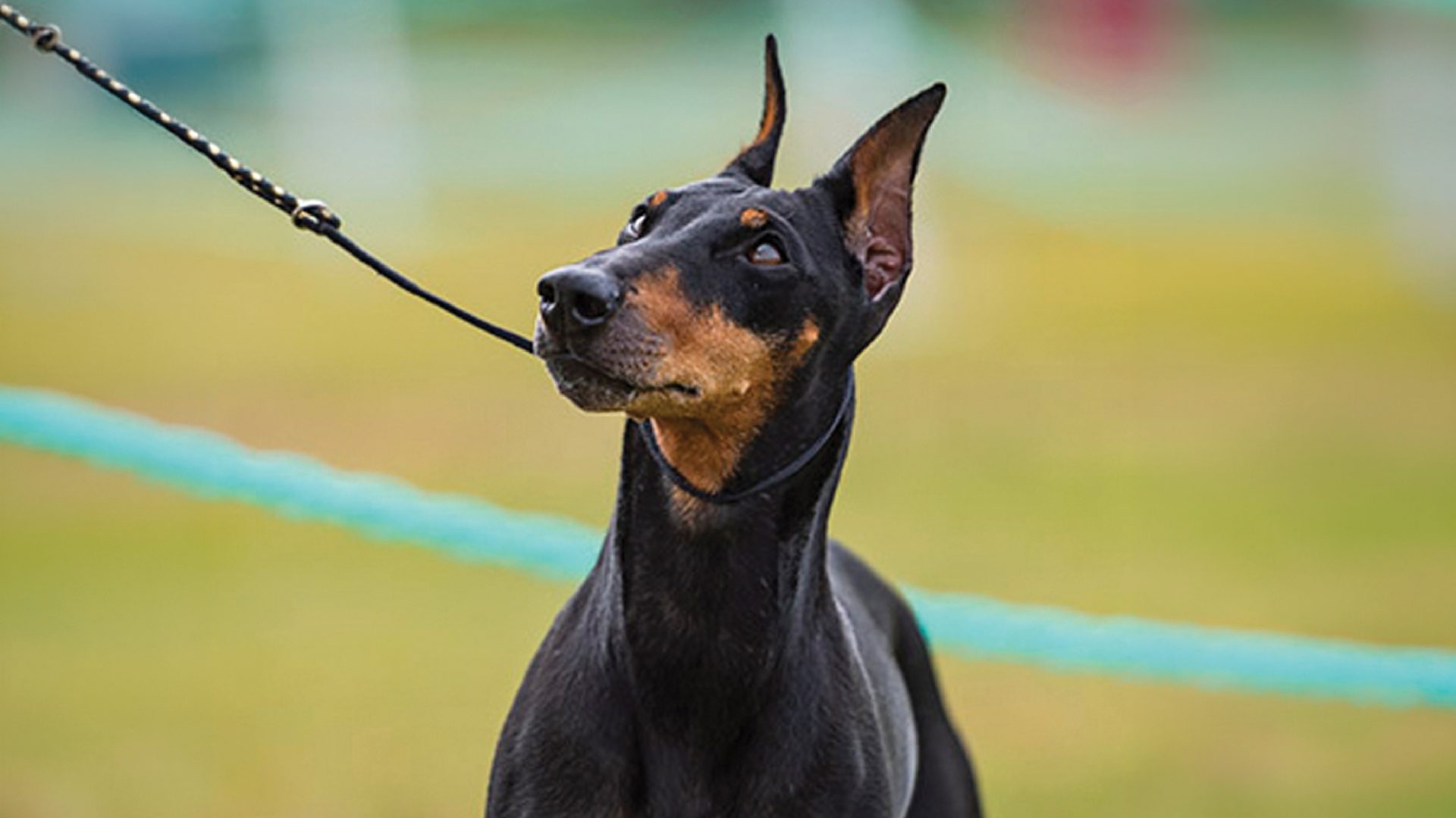 Manchester Terrier (Standard)