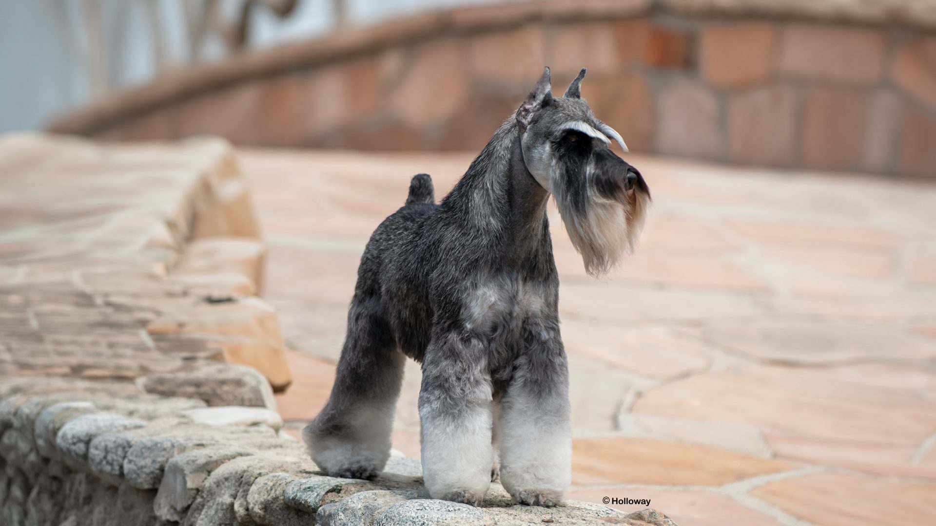 Miniature Schnauzer