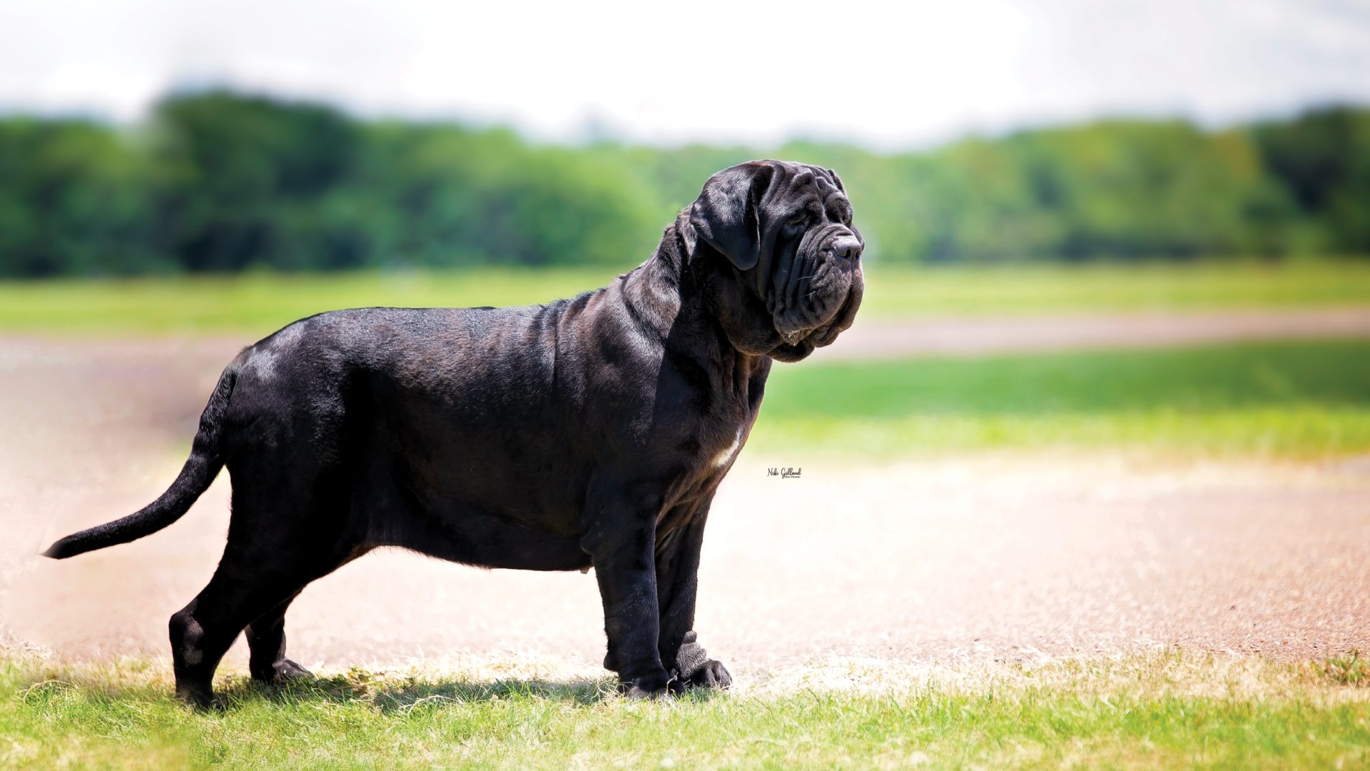 Neapolitan Mastiff