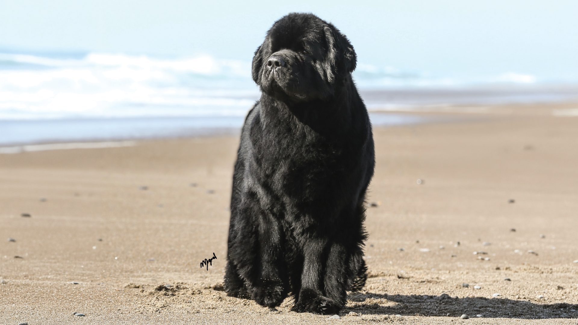 Newfoundland