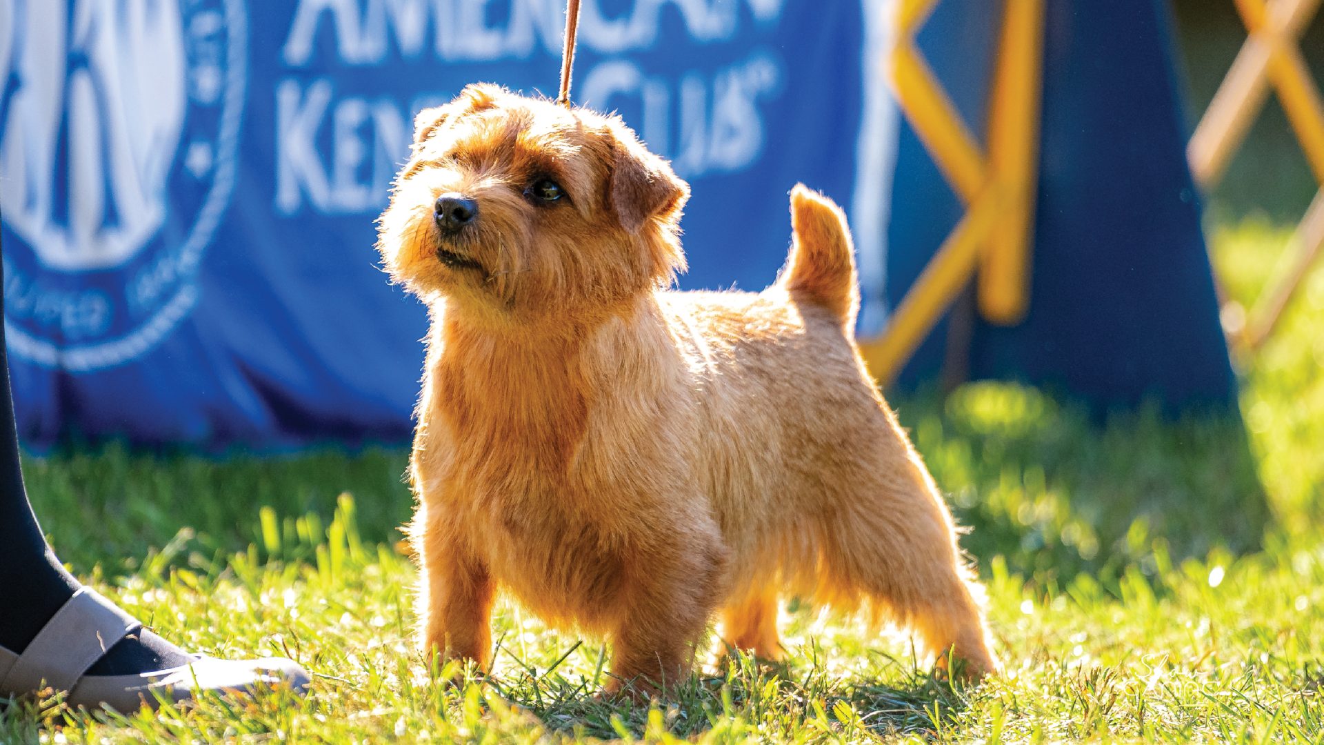 Norfolk Terrier