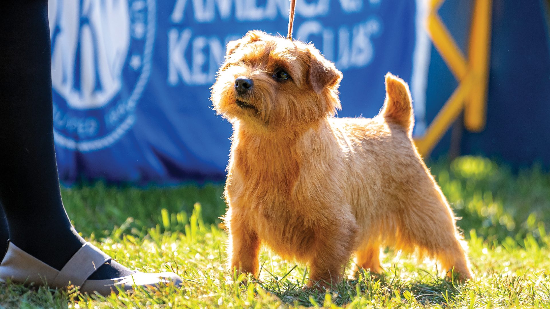 Norfolk Terrier