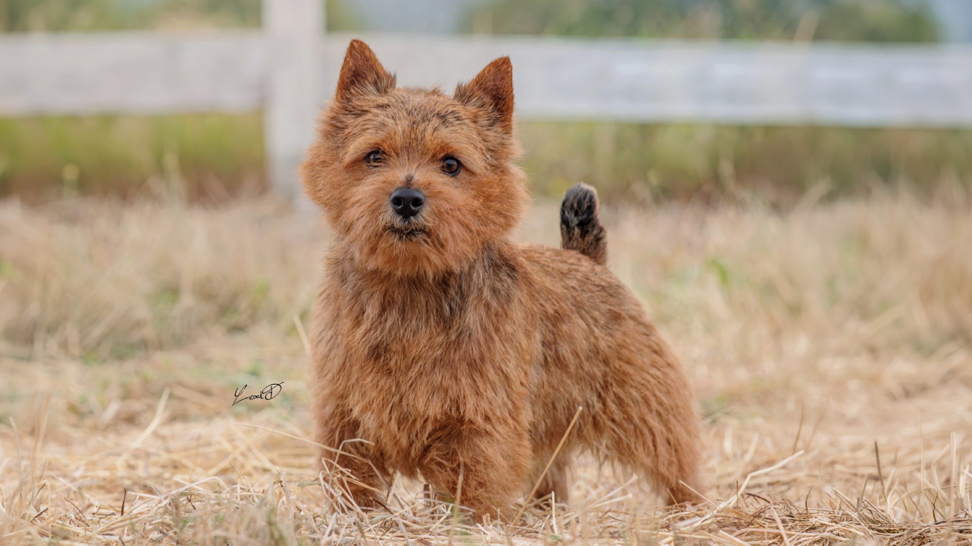 Norwich Terrier