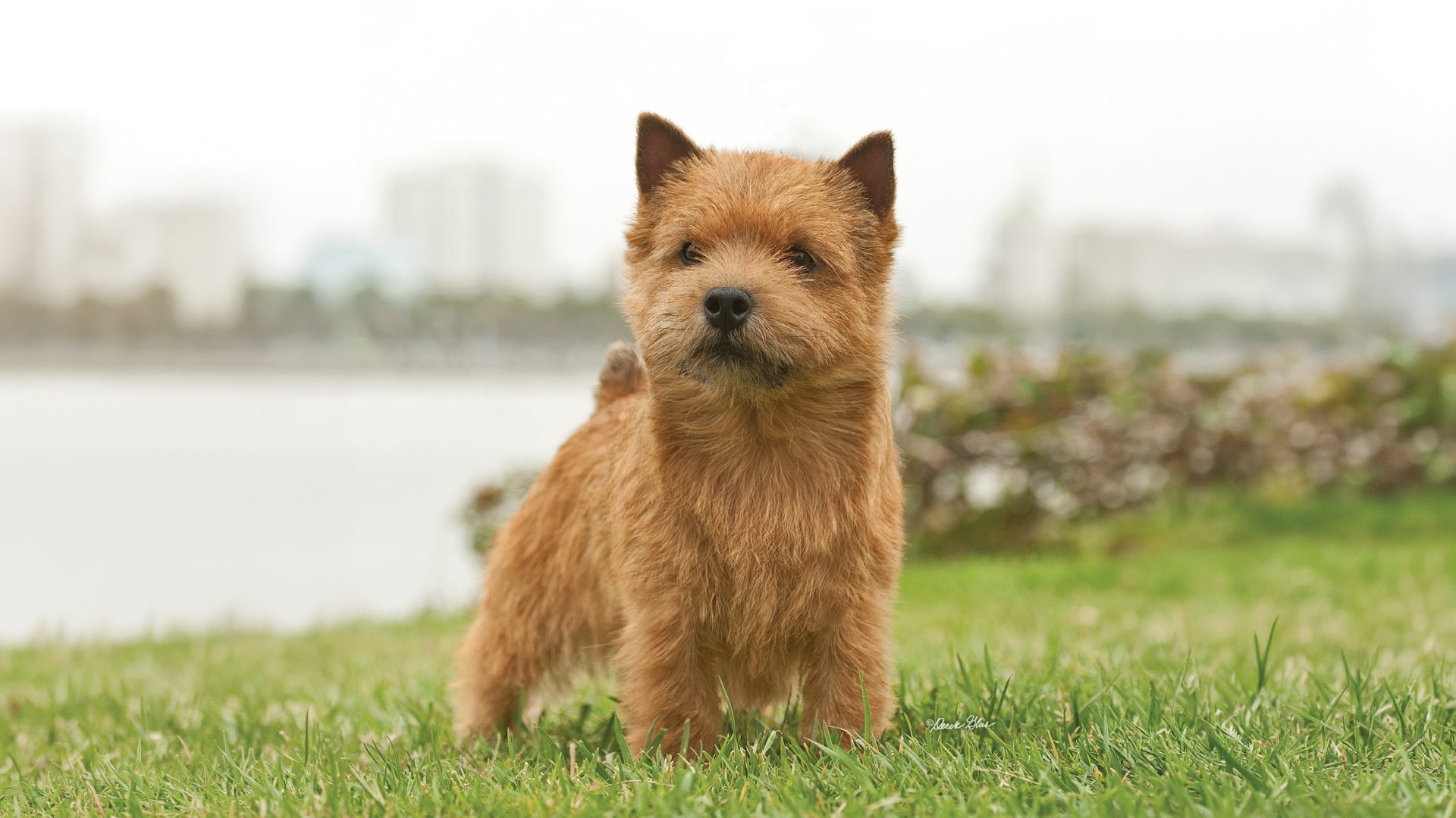 Norwich Terrier