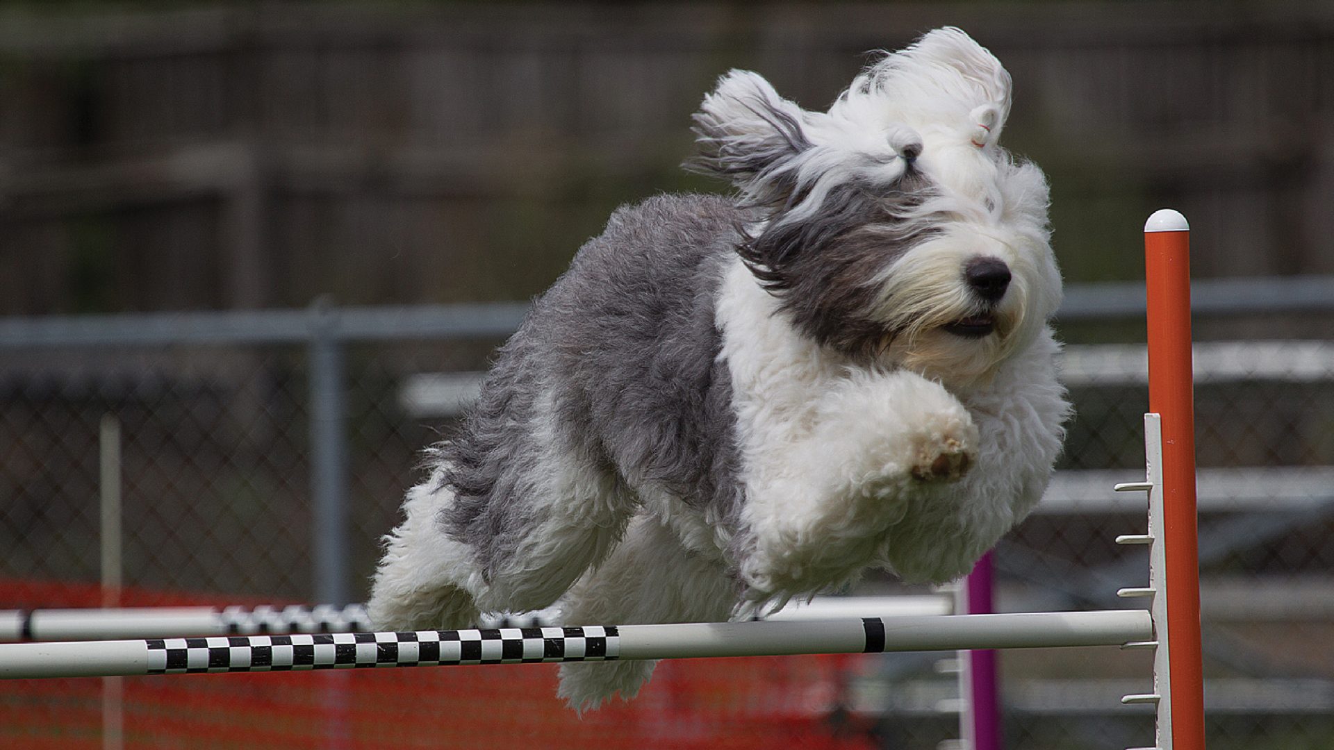 Old English Sheepdog