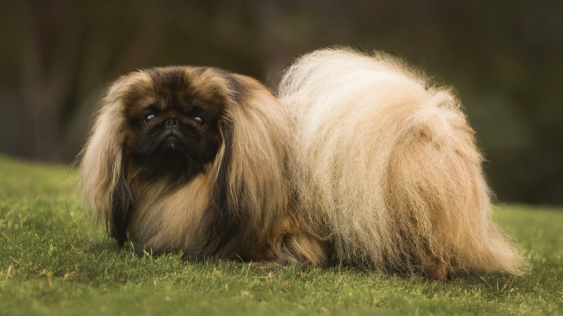Pekingese