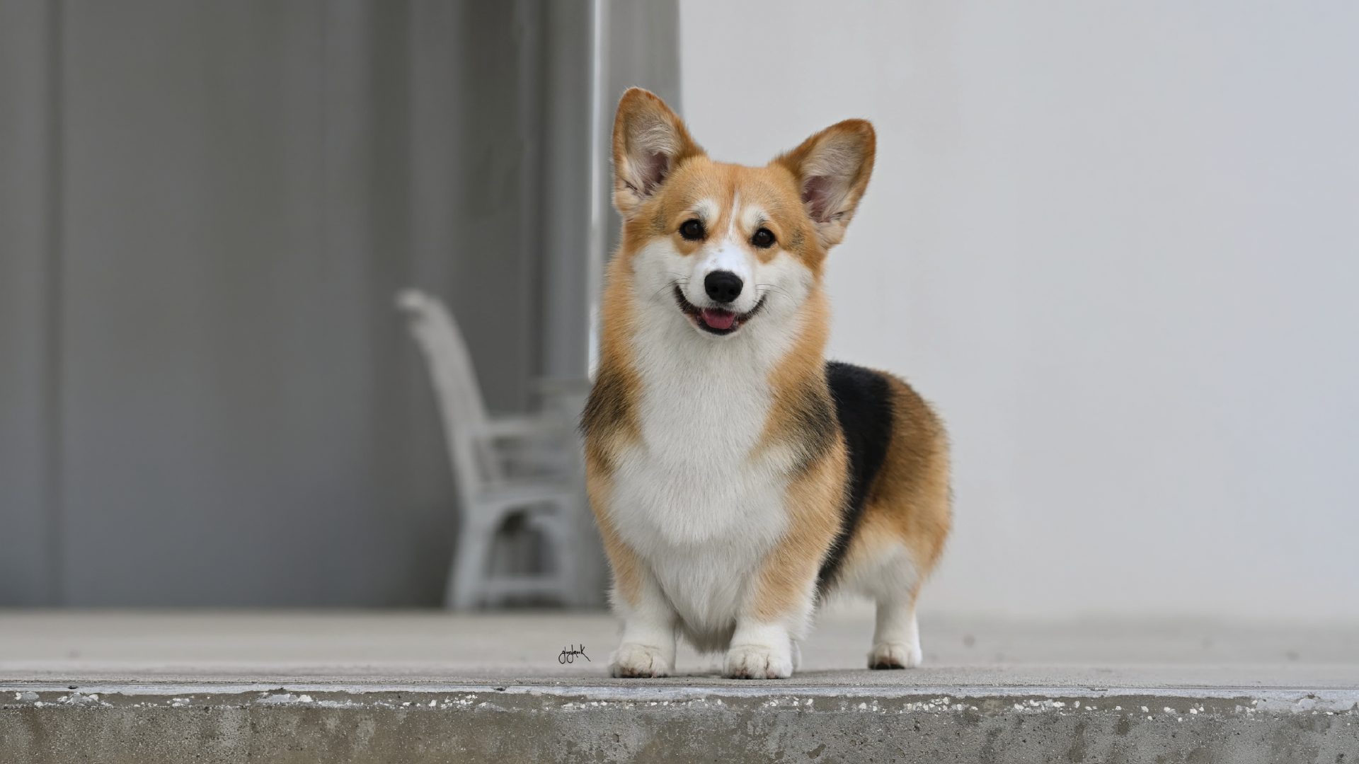 Pembroke Welsh Corgi