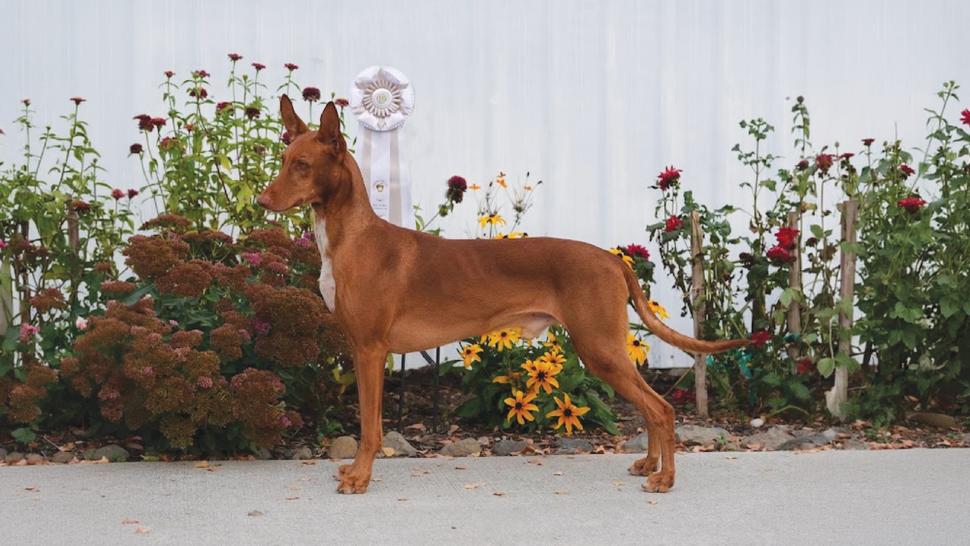 Pharaoh Hound