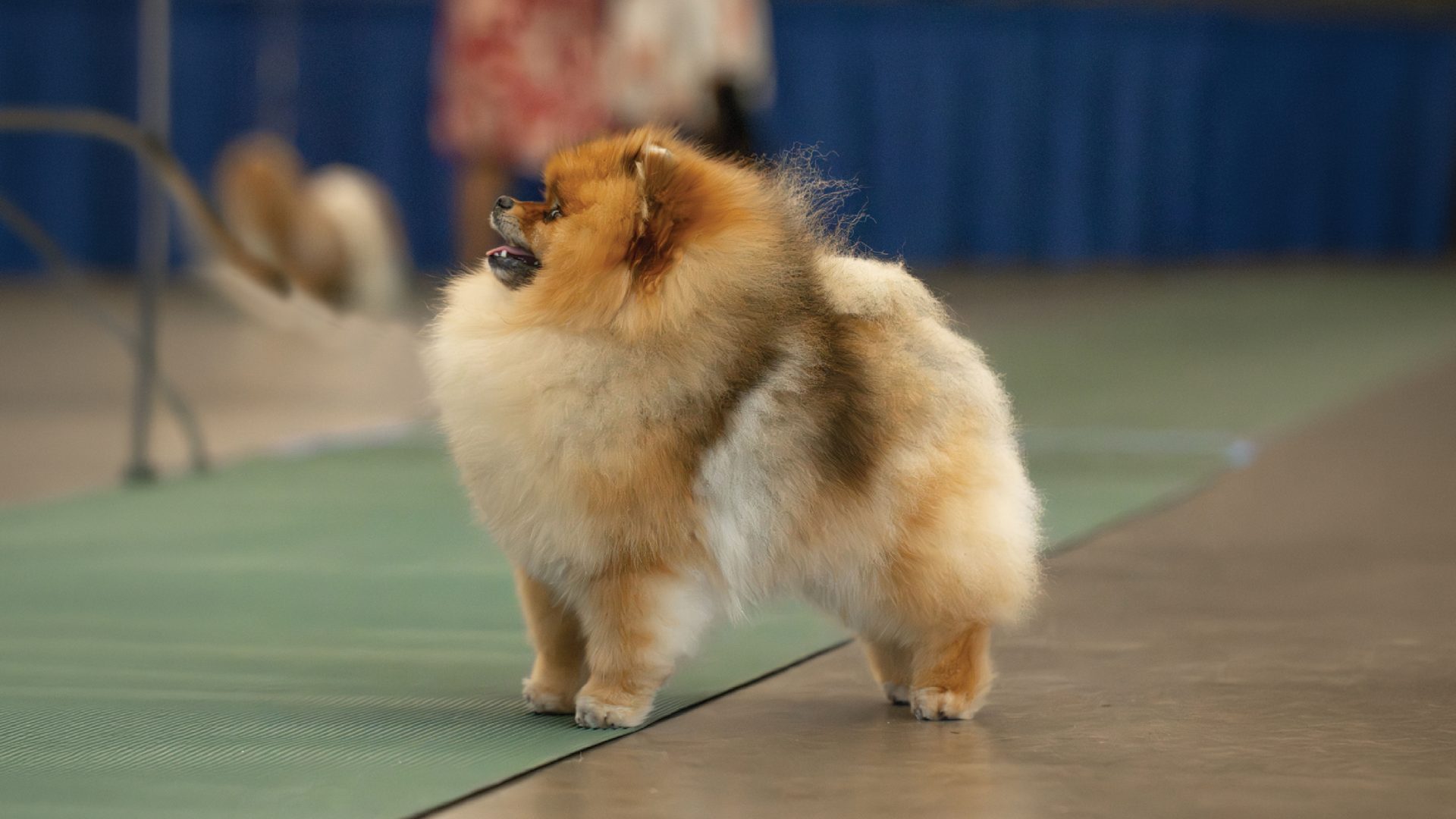 Pomeranian
