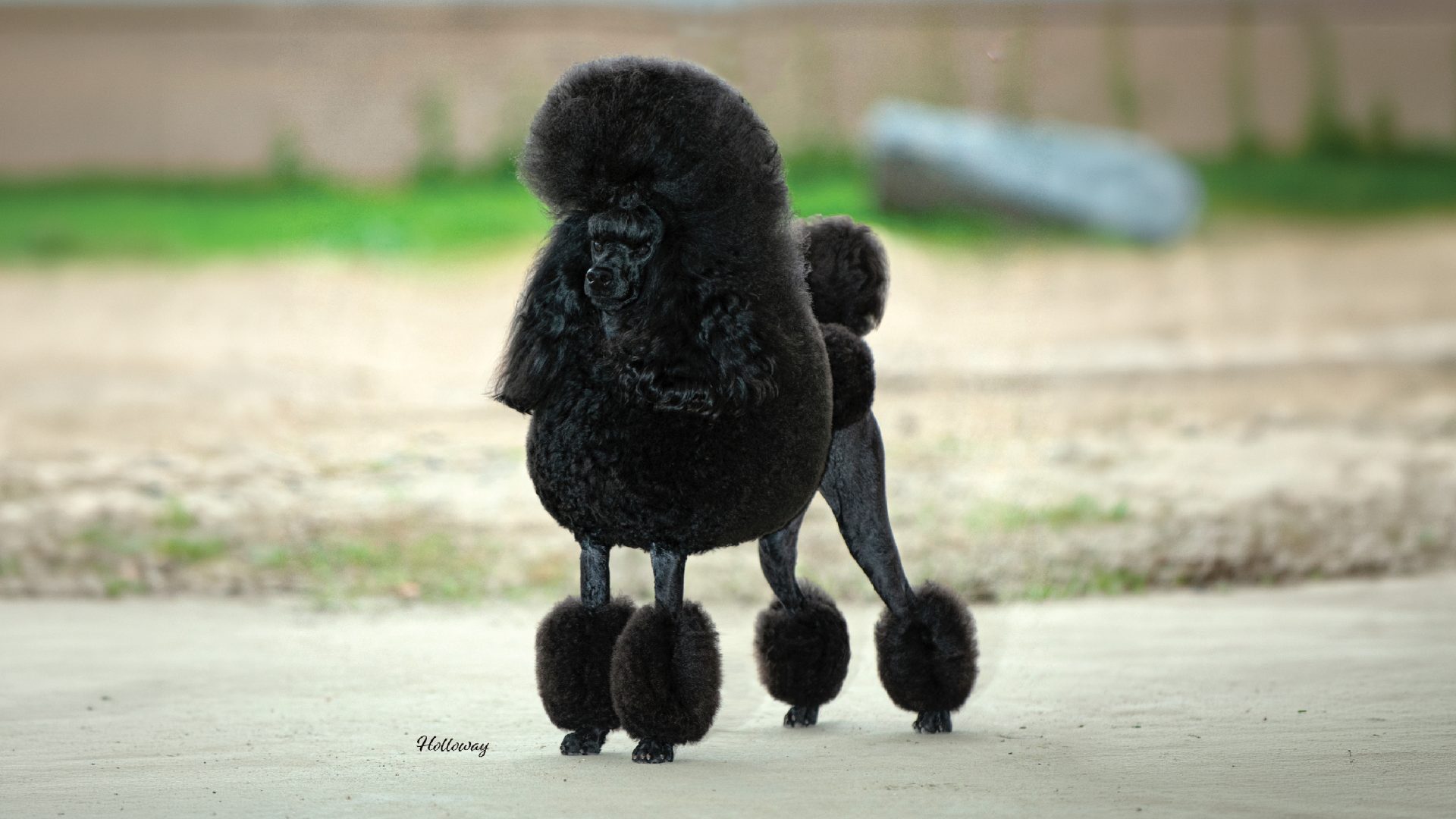 Poodle (Miniature)