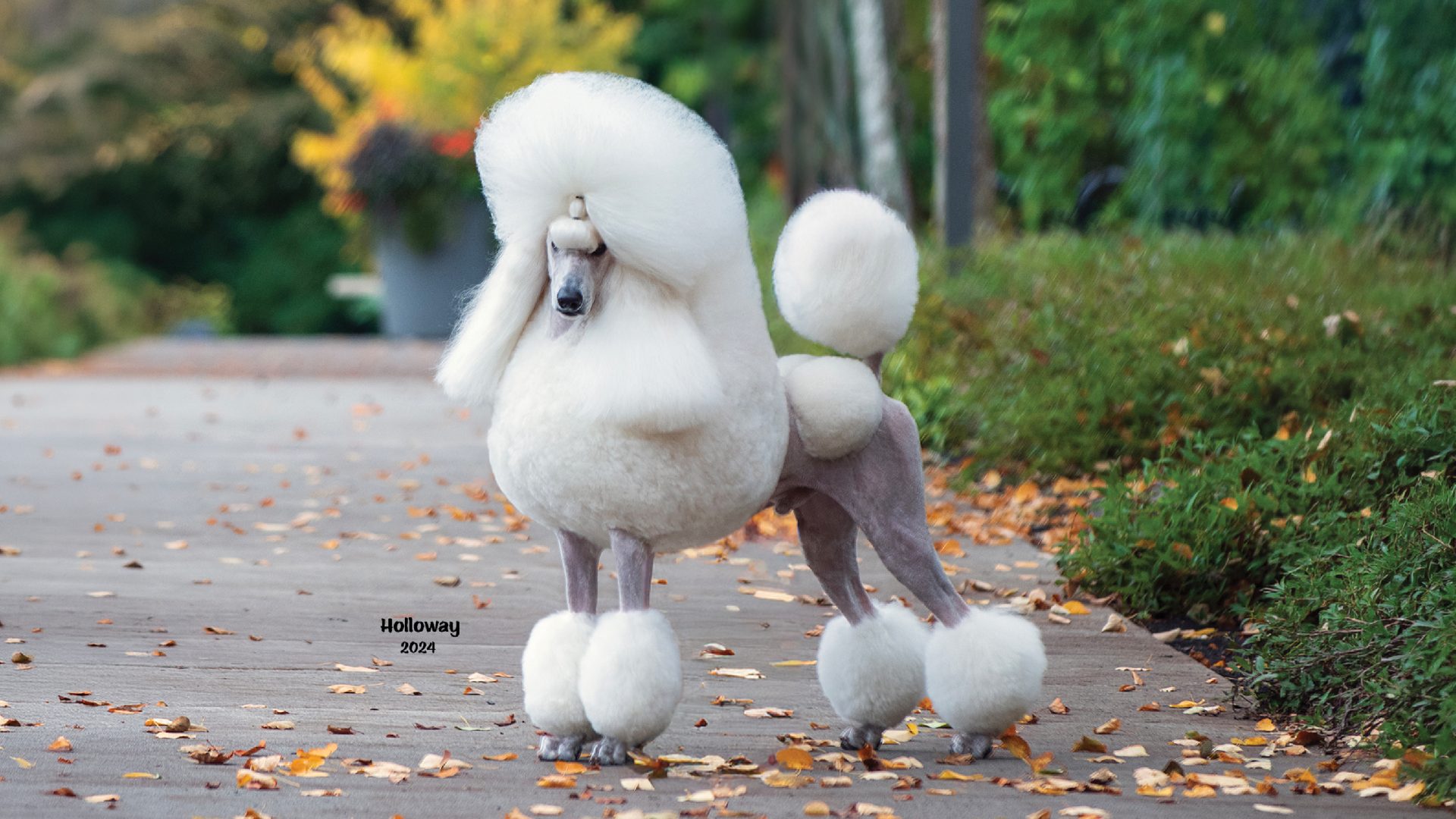 Poodle (Standard)