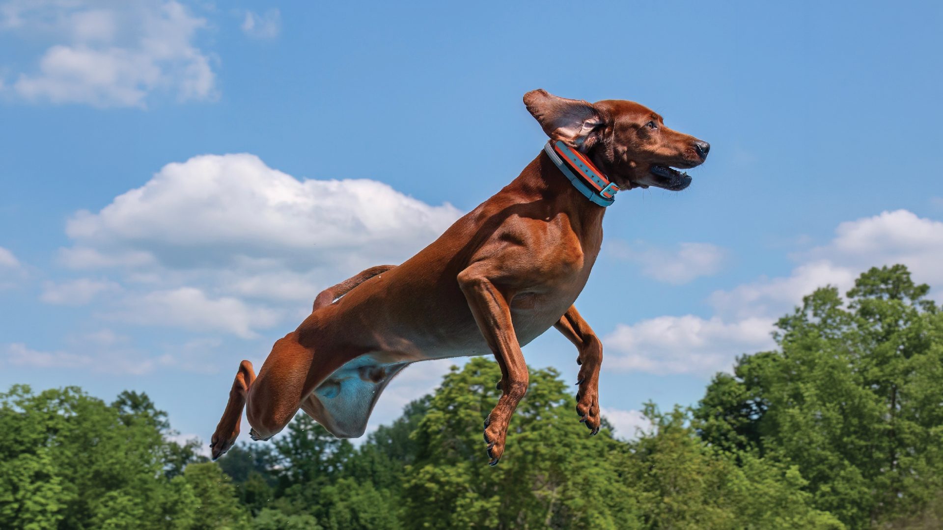 Redbone Coonhound