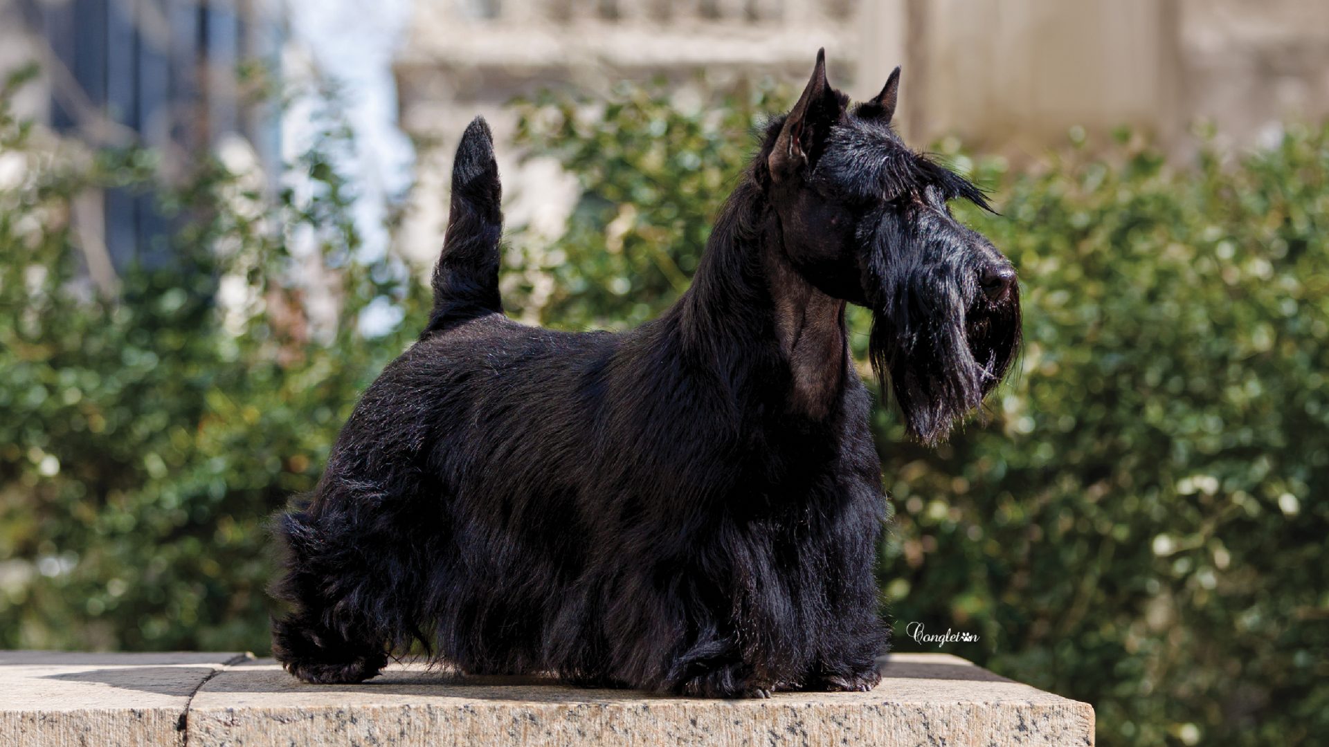 Scottish Terrier
