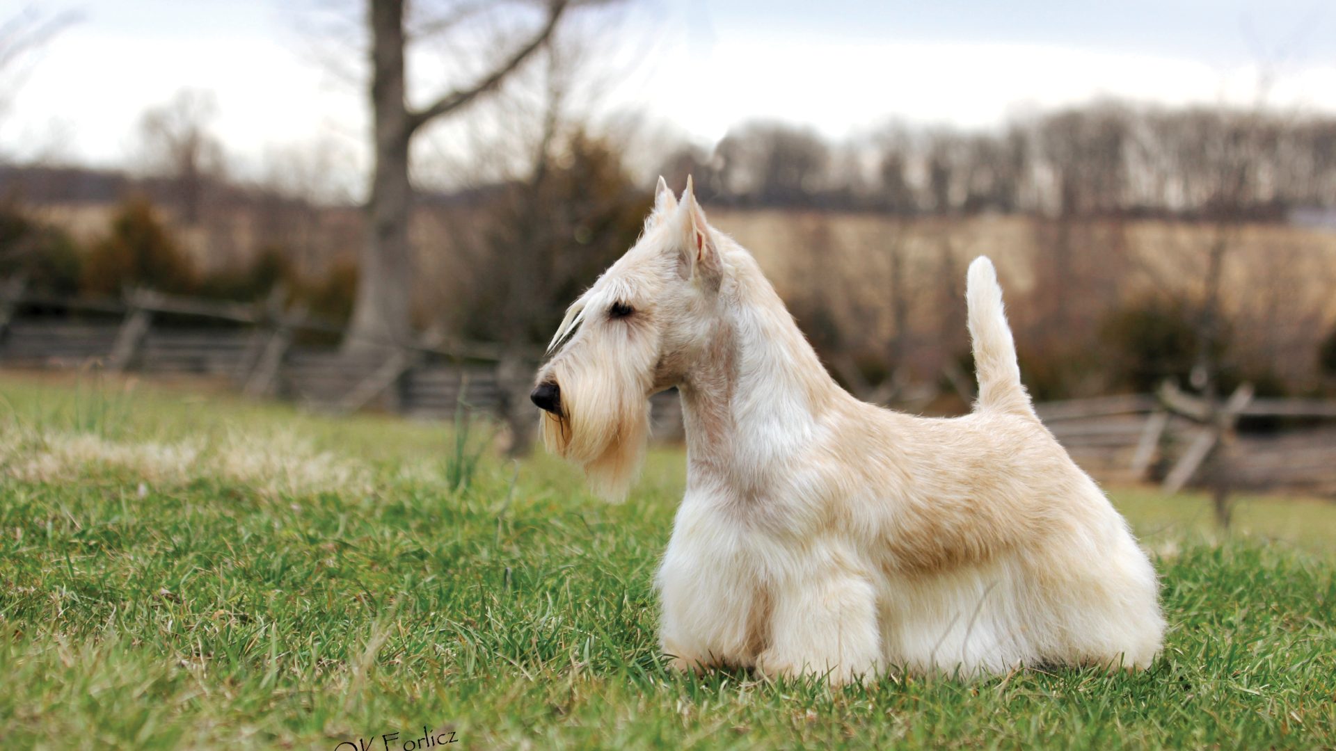 Scottish Terrier