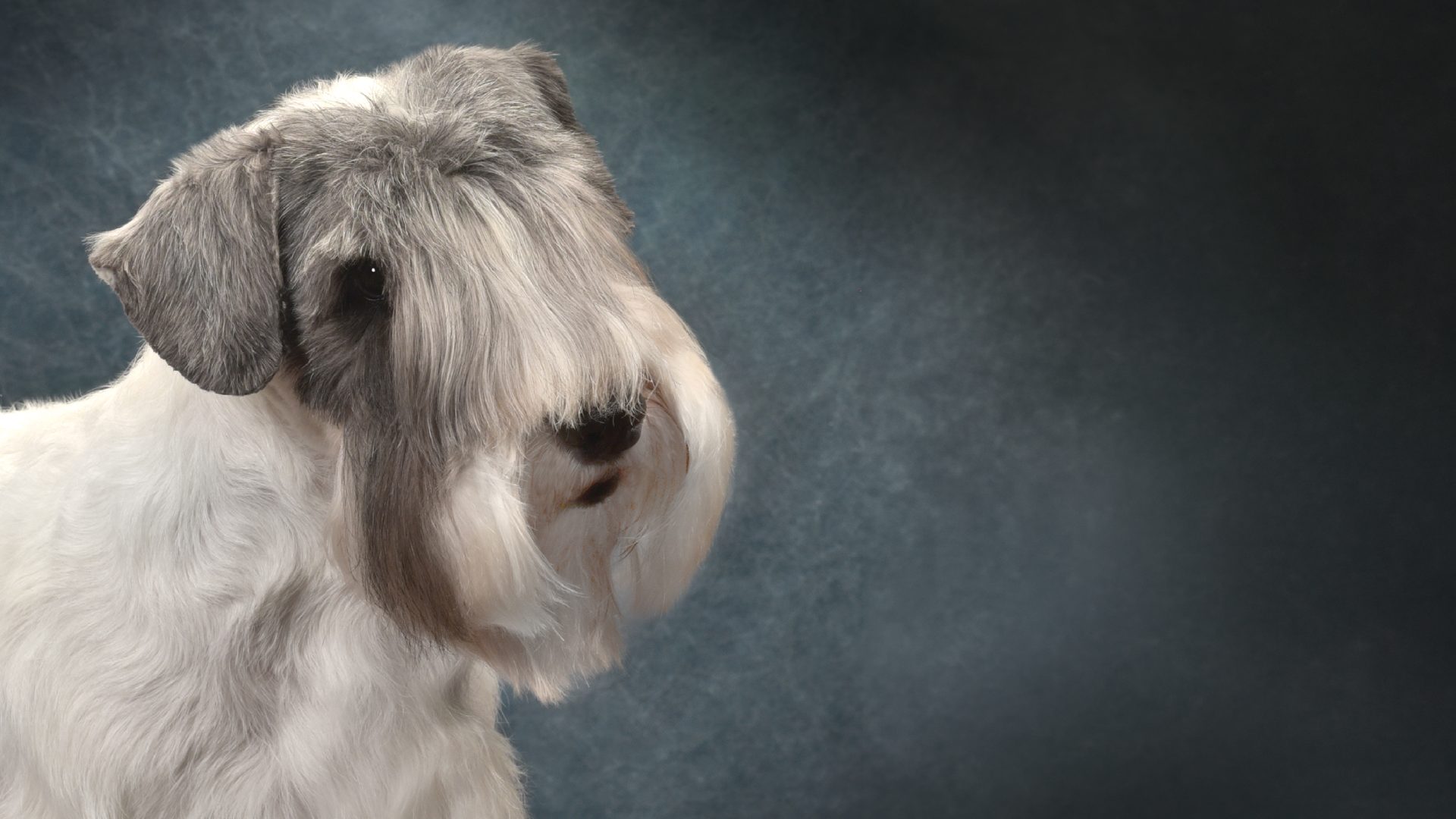 Sealyham Terrier