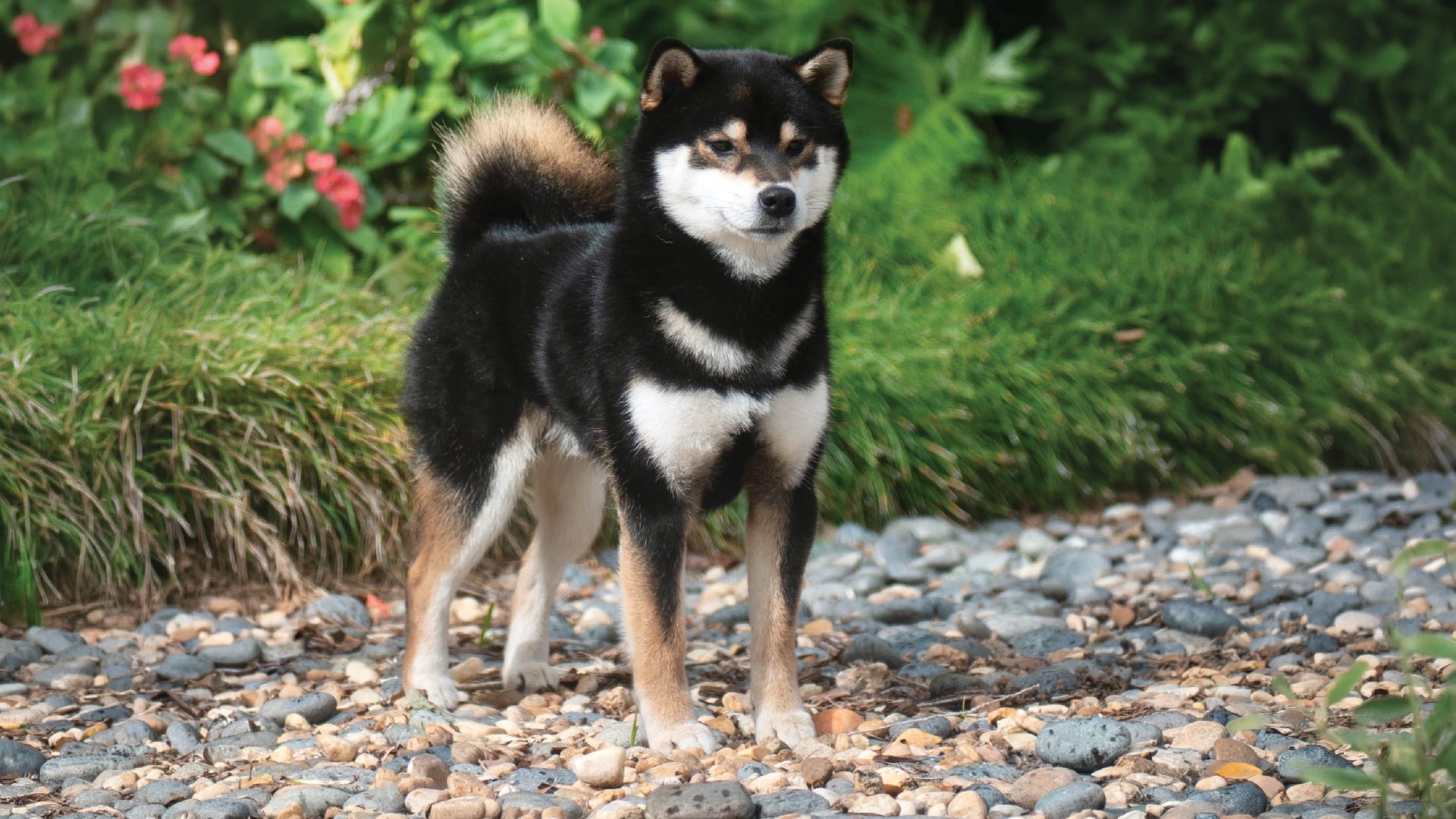 Shiba Inu