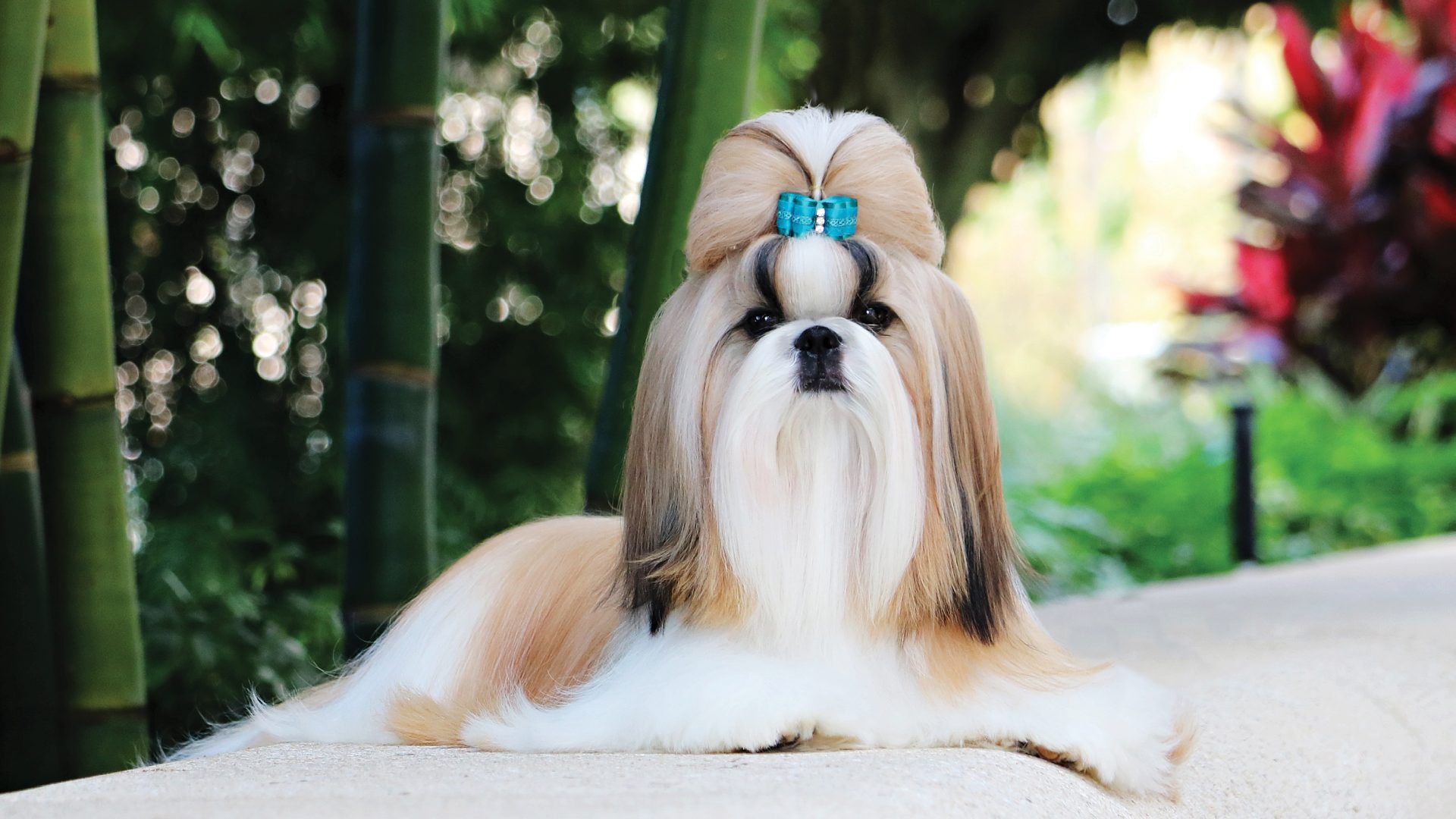 Shih Tzu