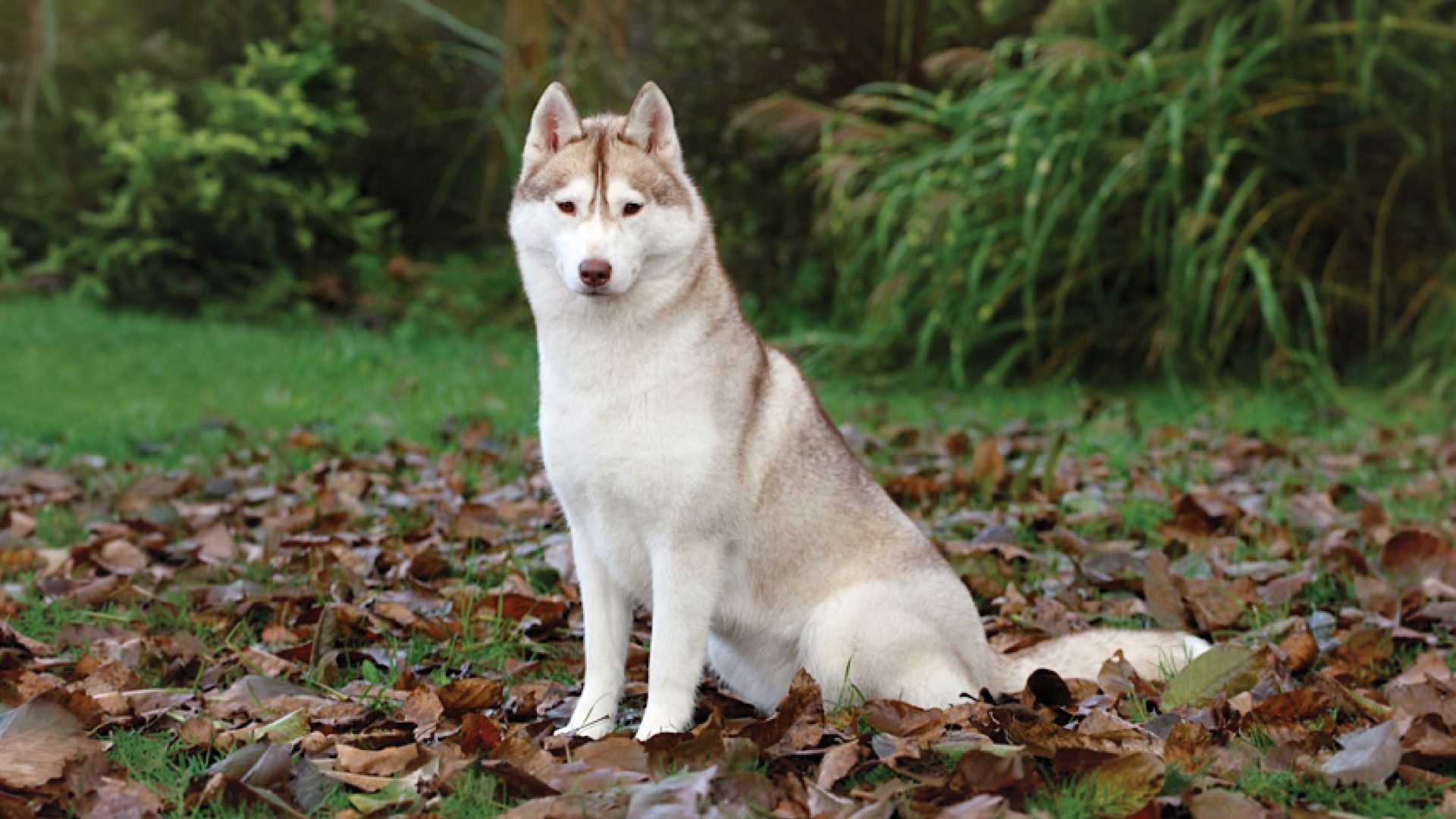 Siberian Husky