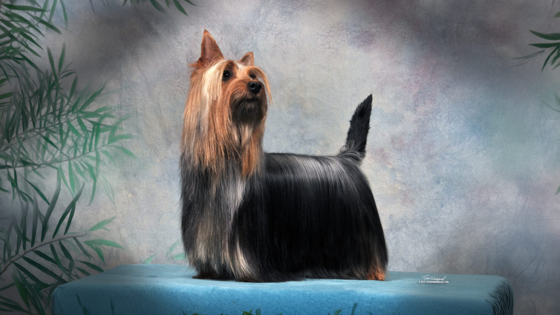 Silky Terrier
