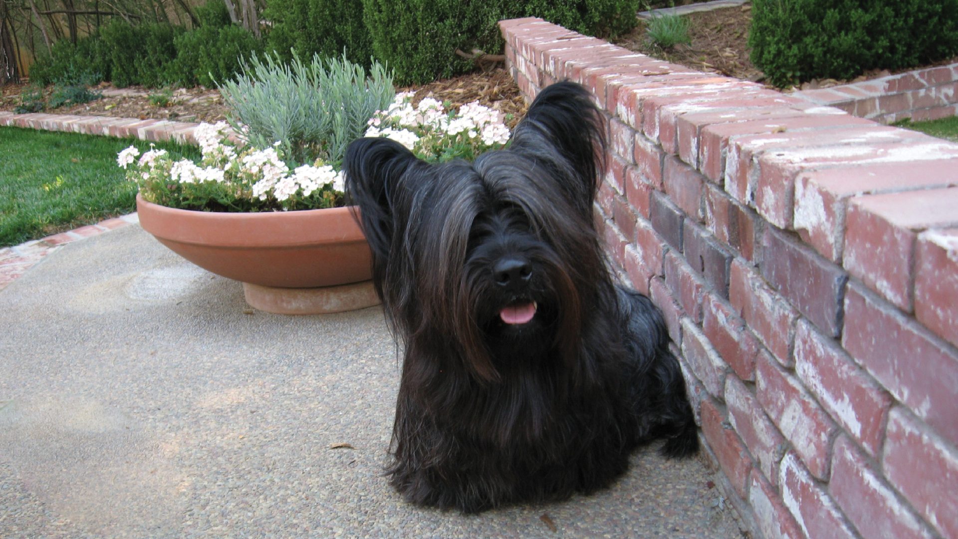 Skye Terrier