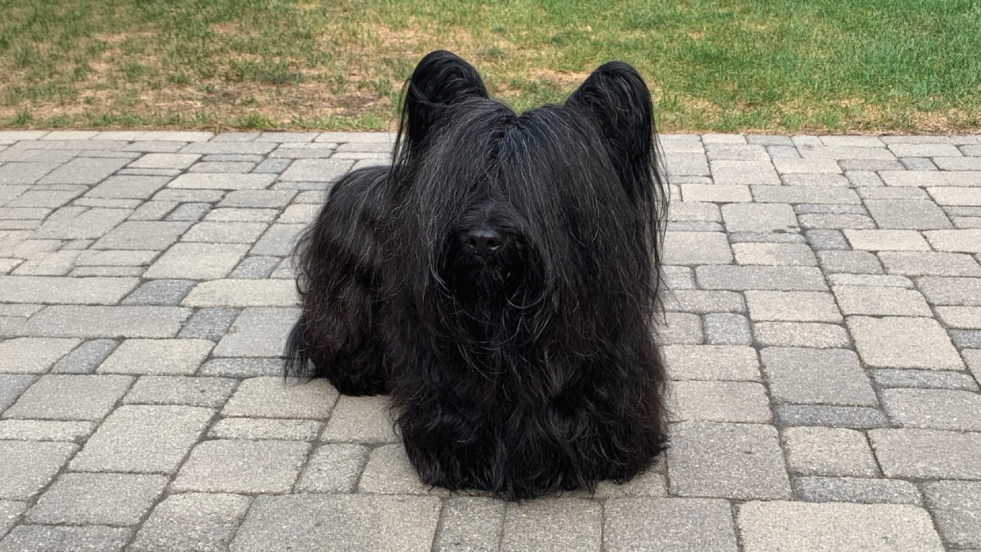 Skye Terrier