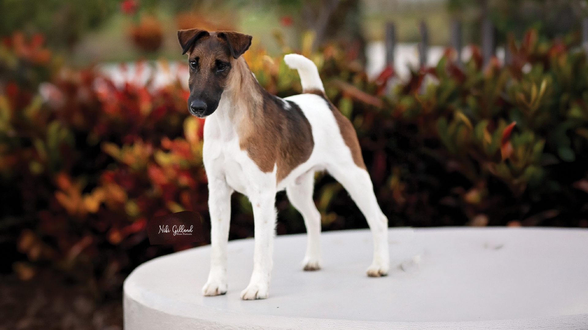 Fox Terrier ( Smooth)