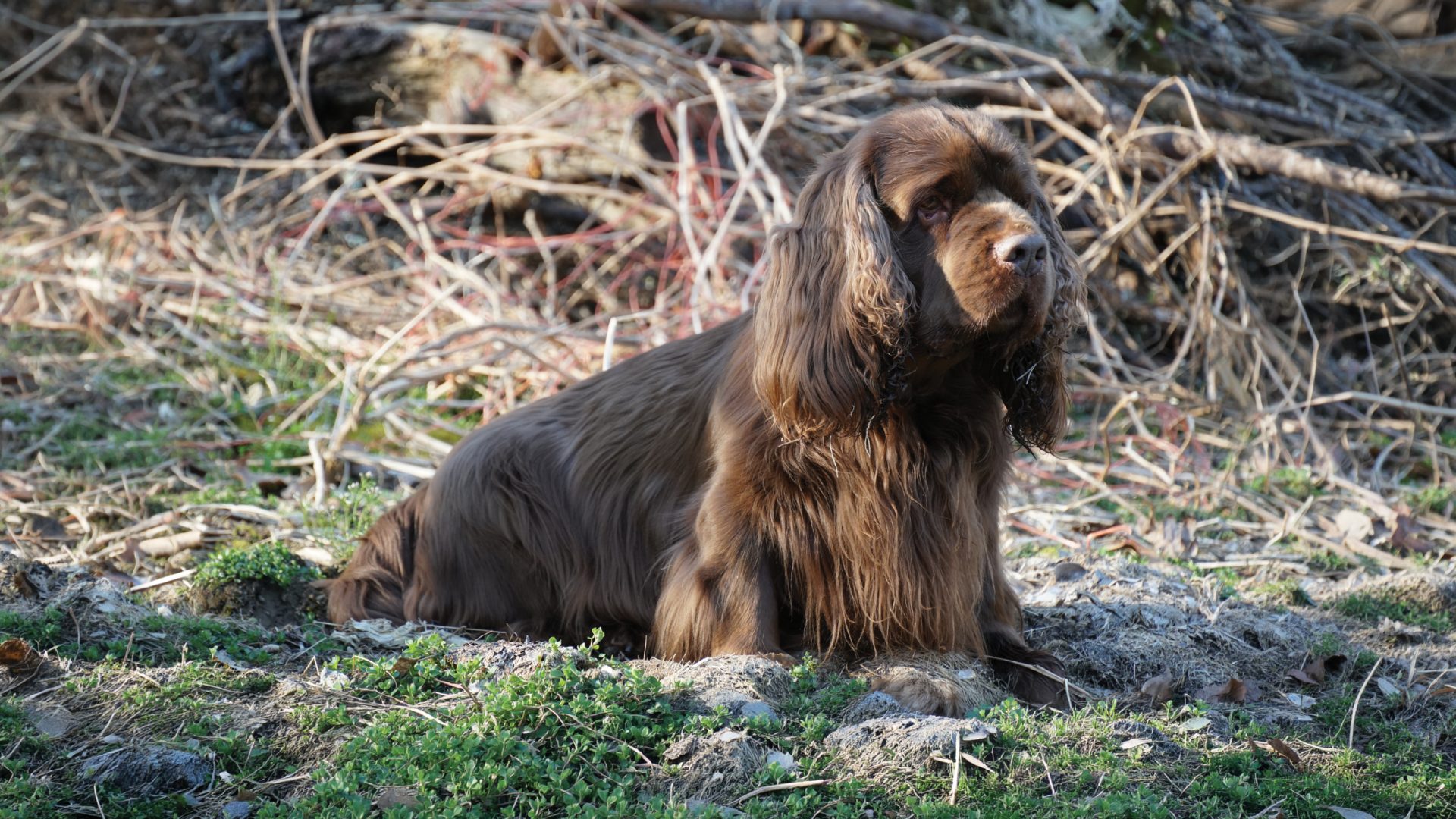 Sussex Spaniel