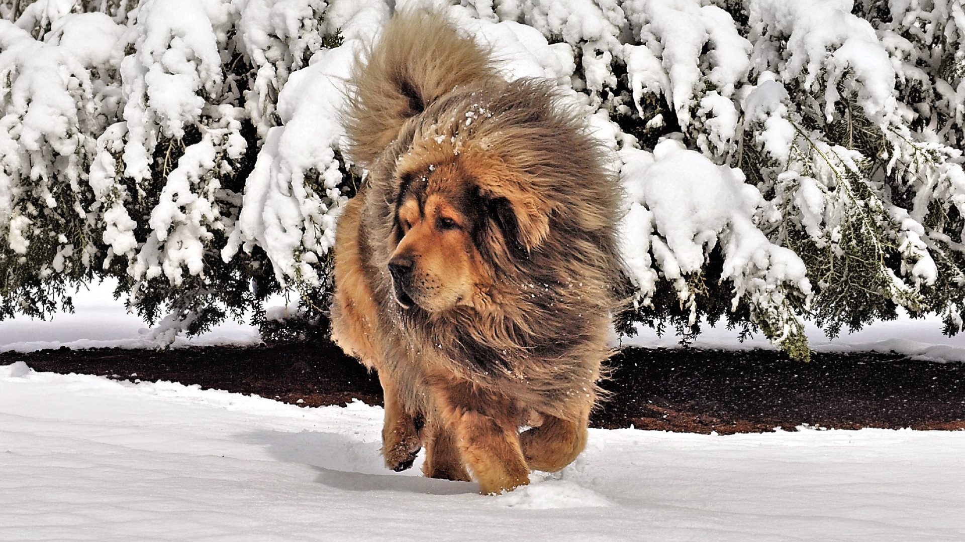 Tibetan Mastiff