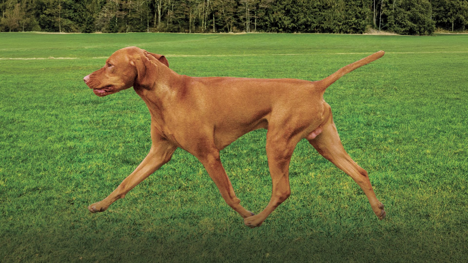 Vizsla