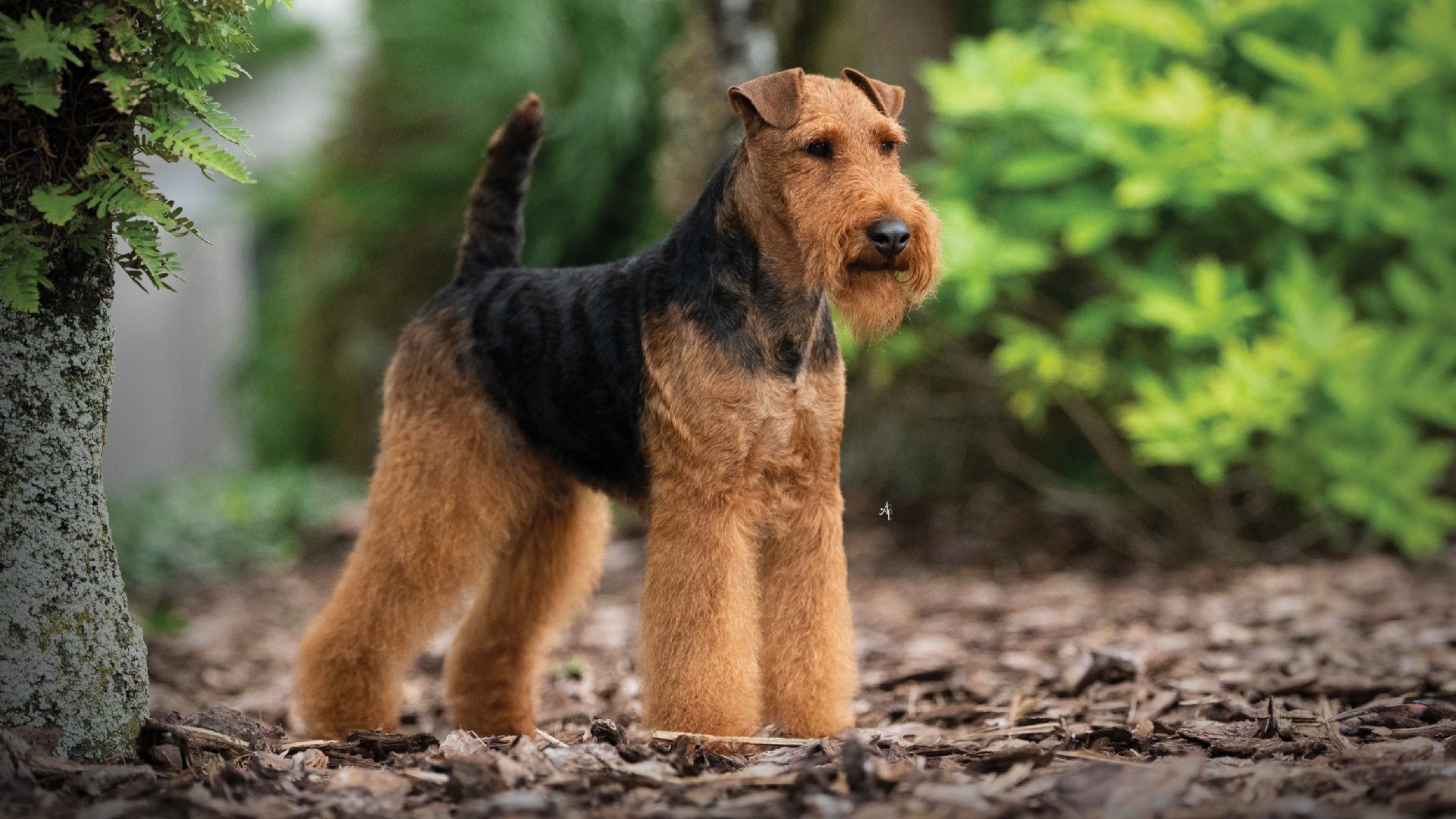 Welsh Terrier