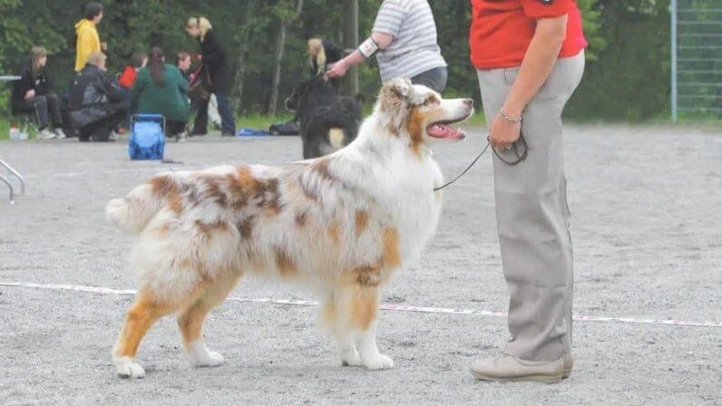 Australian Sheperd dog standing sideways.