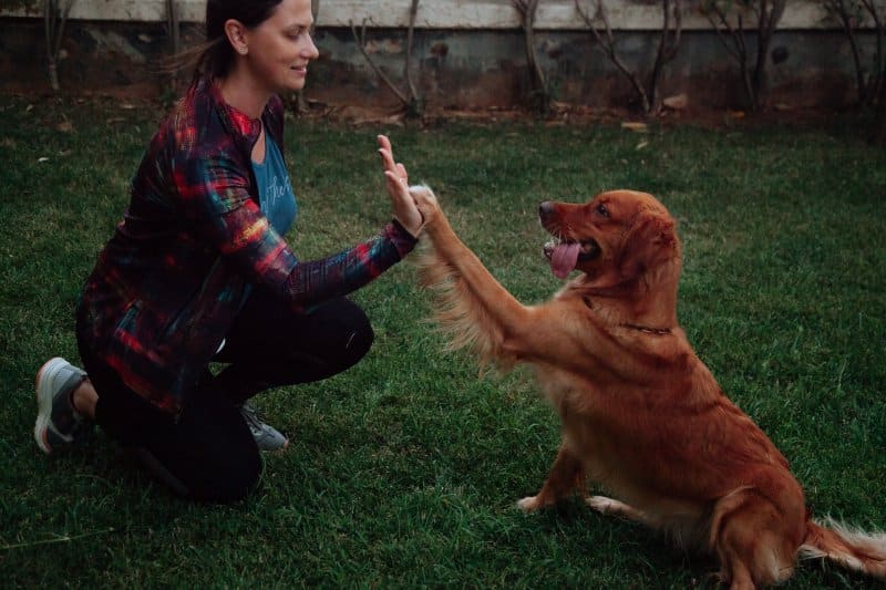 training a dog