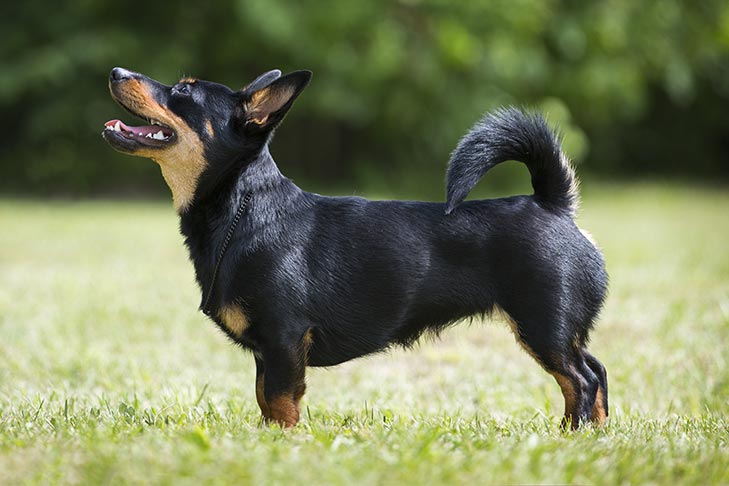 Lancashire heeler dog standing on the grass