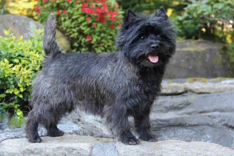 cairn terrier dog