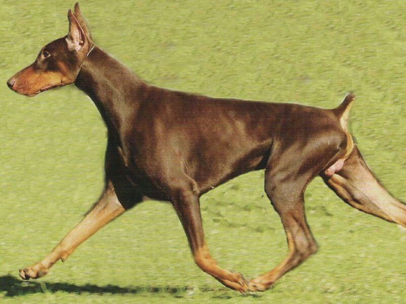 Doberan Pinscher walking on grass.