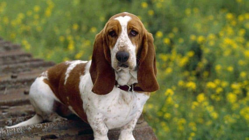 A photo of Basset Hound sitting.