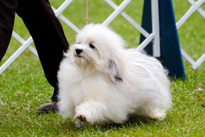 dog people with havanese