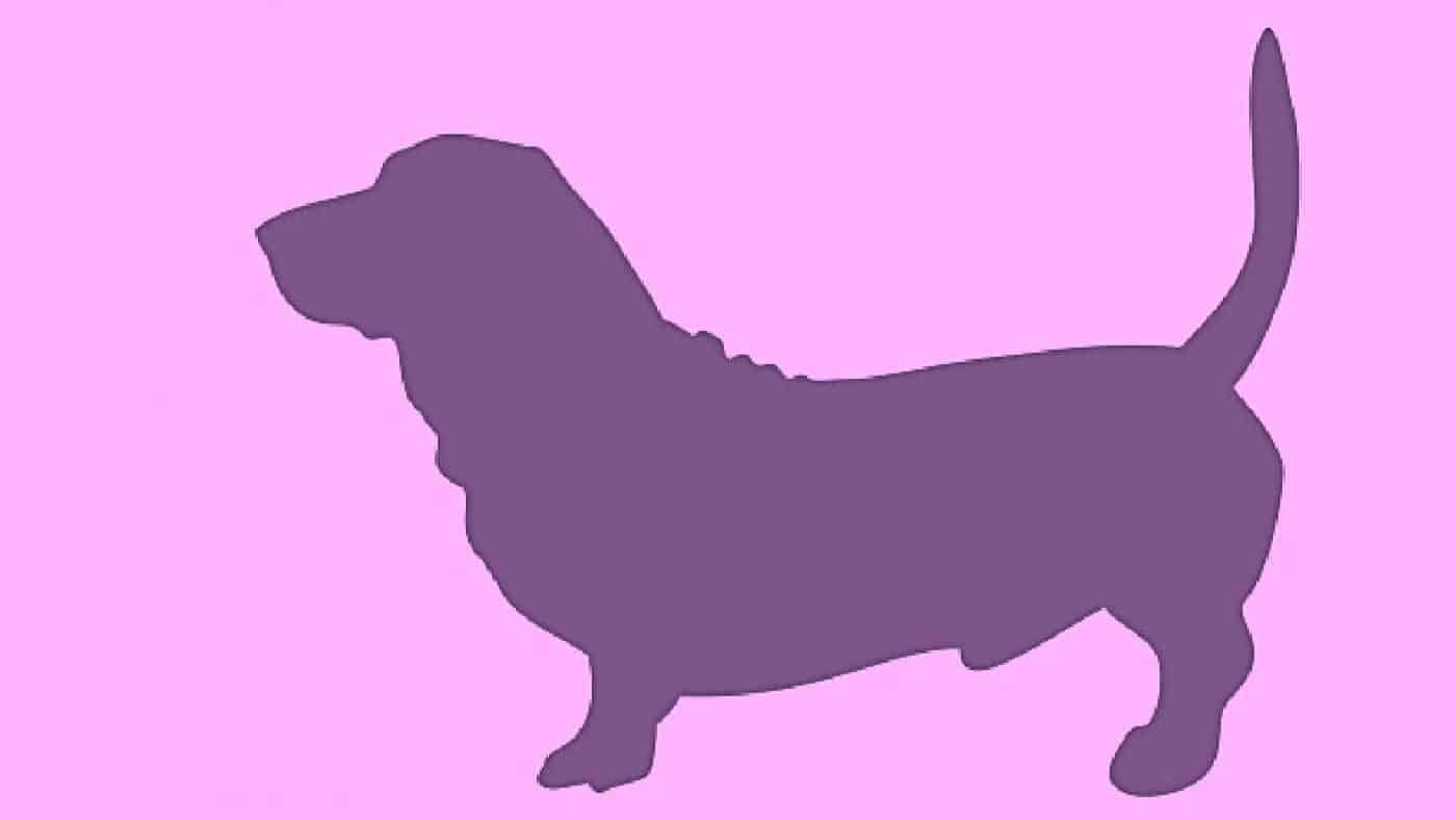 Photo of the dog's silhouette.