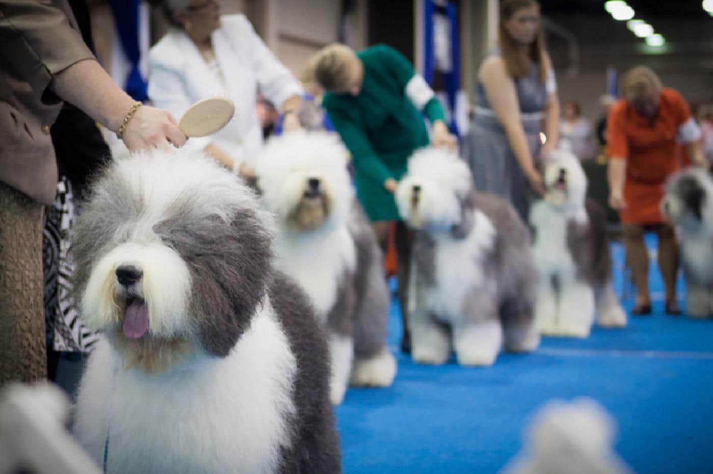 Ways to Enjoy a Dog Show Even Without a Favorite Colored Ribbon/Rosette