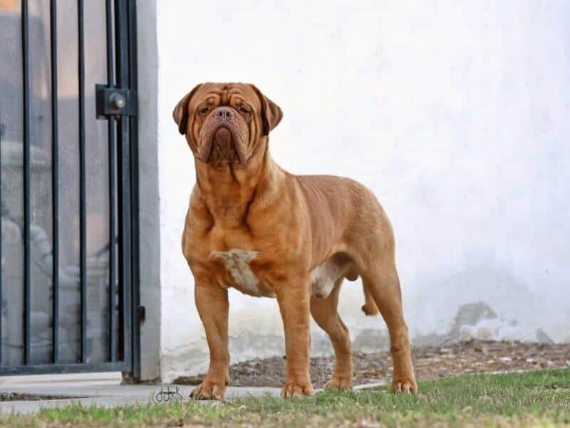 Dogue de Bordeaux standing outside