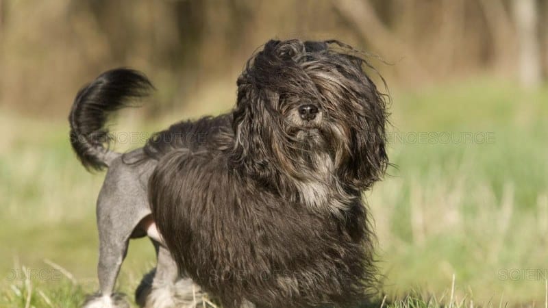 A photo of Löwchen standing in grass.