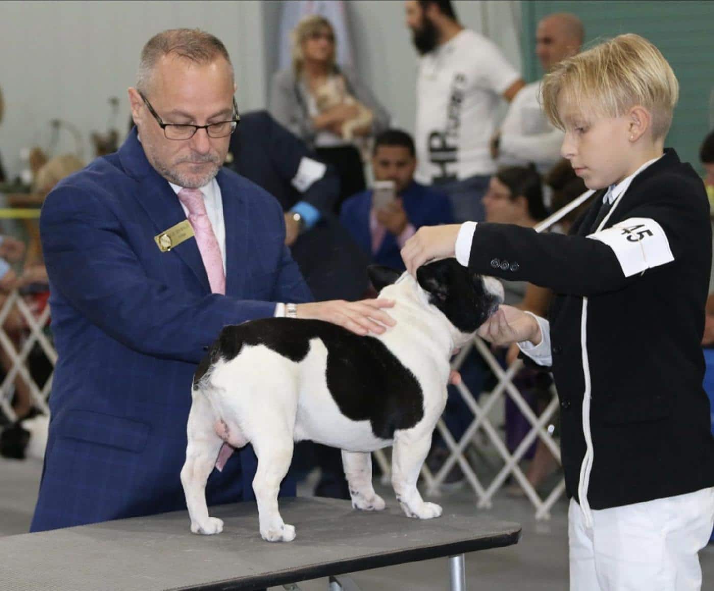 French Bulldog being judged on table at a dog show
