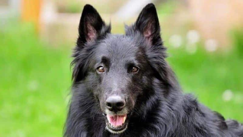 A photo of a Belgian Sheepdog.