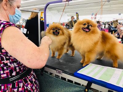 Studying the Pomeranians Past