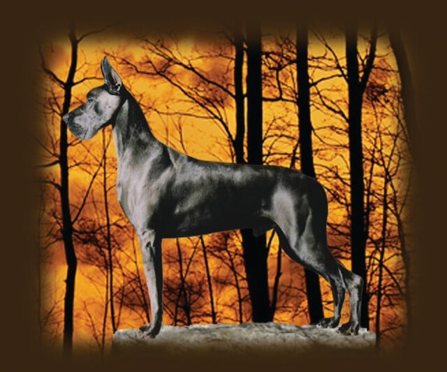 Photo showcasing an ideal Great Dane as described in the Breed Standard