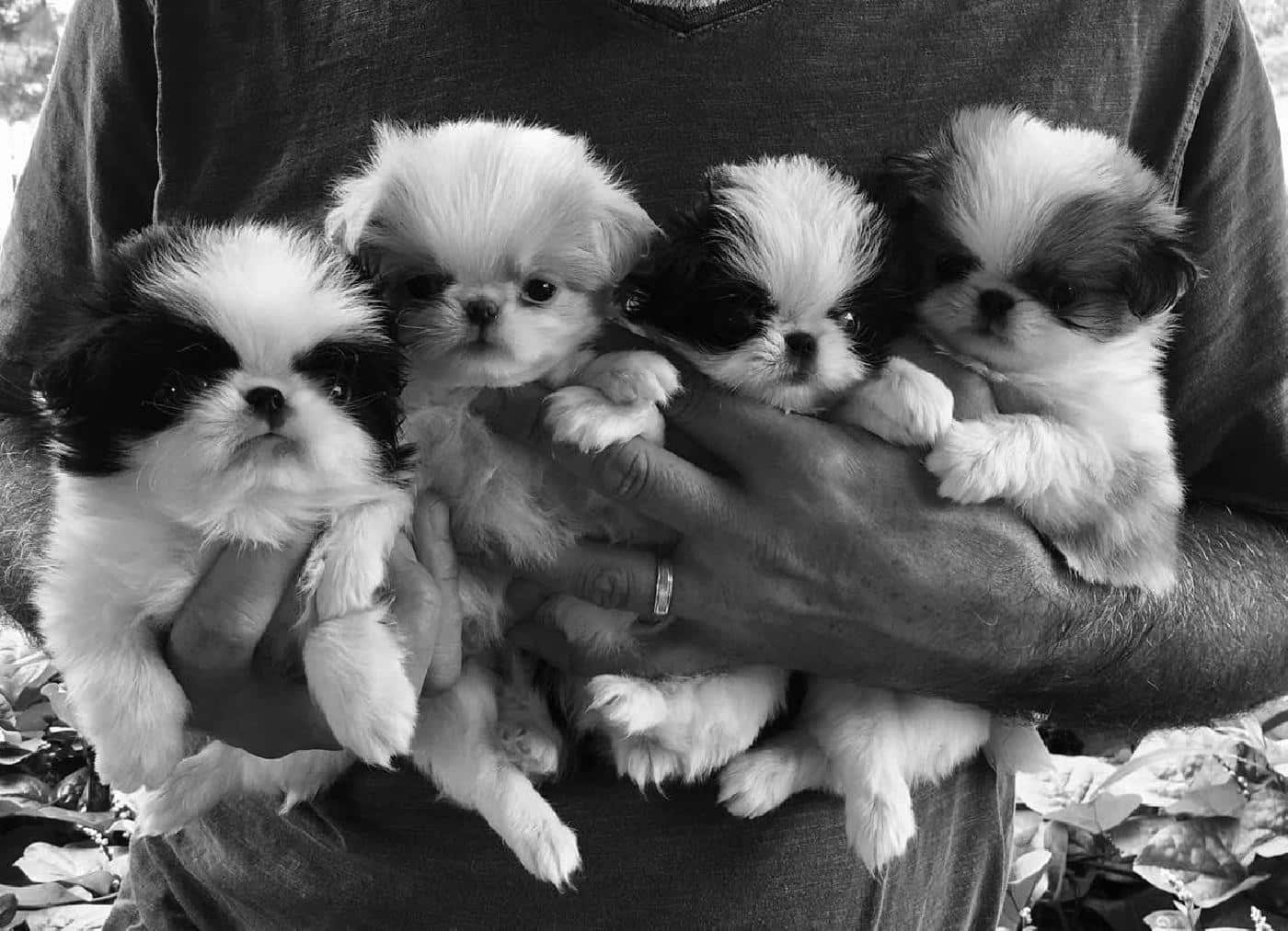Selecting a Japanese Chin Puppy
