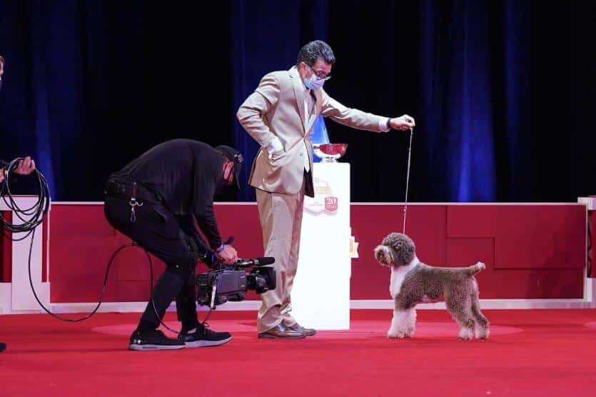 AKC National Championship Dog Show
