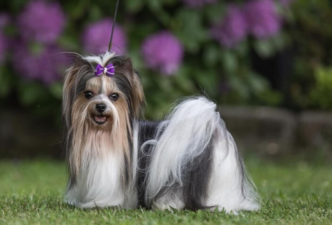 The Value of a Biewer Terrier Mentor